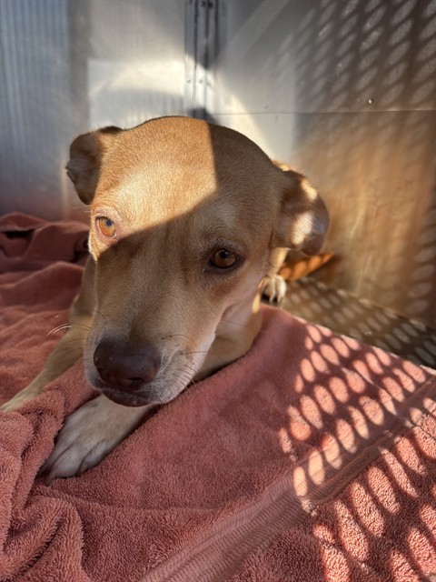 A482032, a Terrier (mix breed), available for adoption