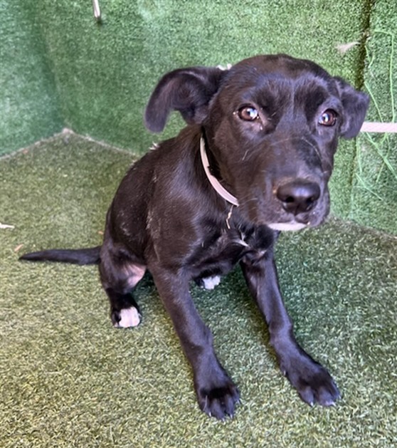 A5805867, a Labrador Retriever, available for adoption