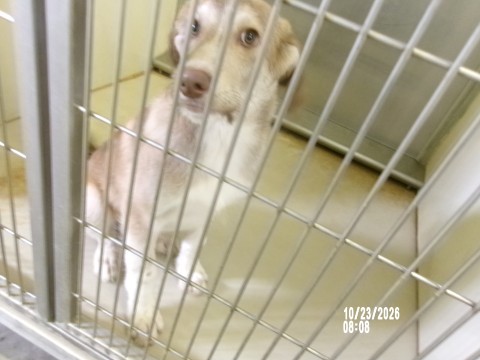 Rocky, a Golden Retriever (mix breed), available for adoption