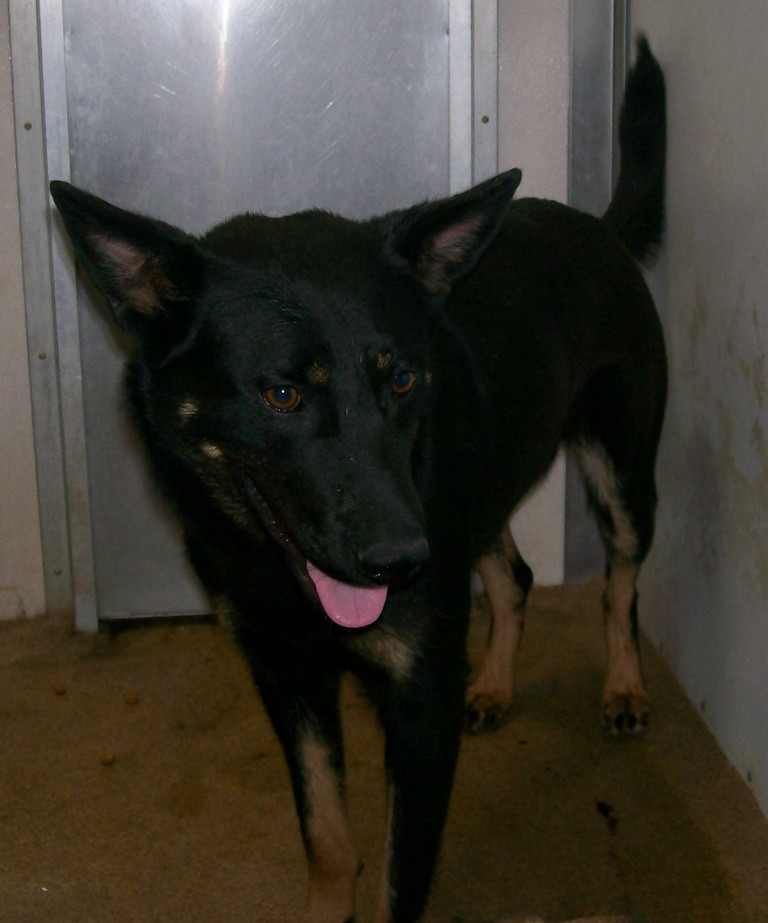 Other Photos of thie Dog