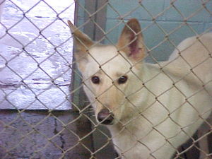 Main Photo of this Dog