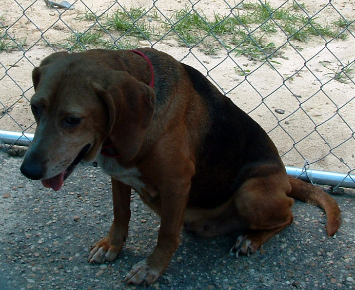 Other Photos of thie Dog