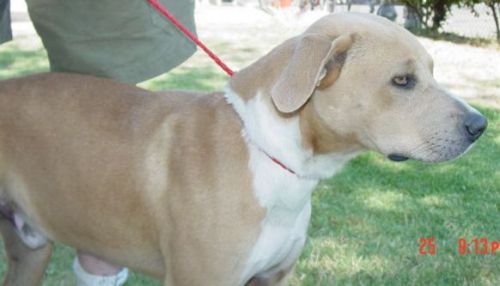 Other Photos of thie Dog