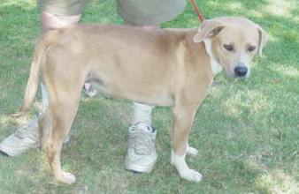 Other Photos of thie Dog