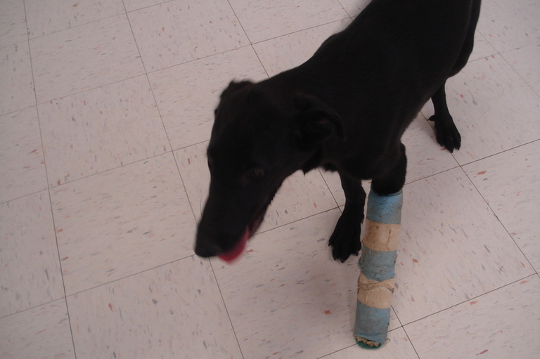 Other Photos of thie Dog
