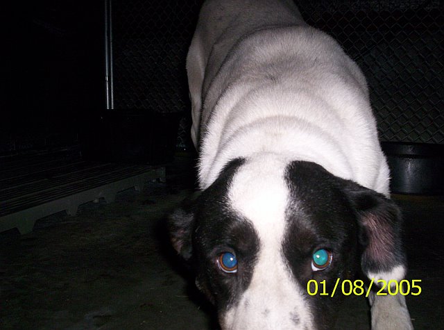 Other Photos of thie Dog