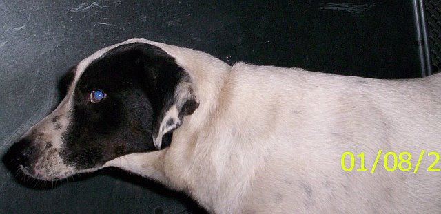 Other Photos of thie Dog