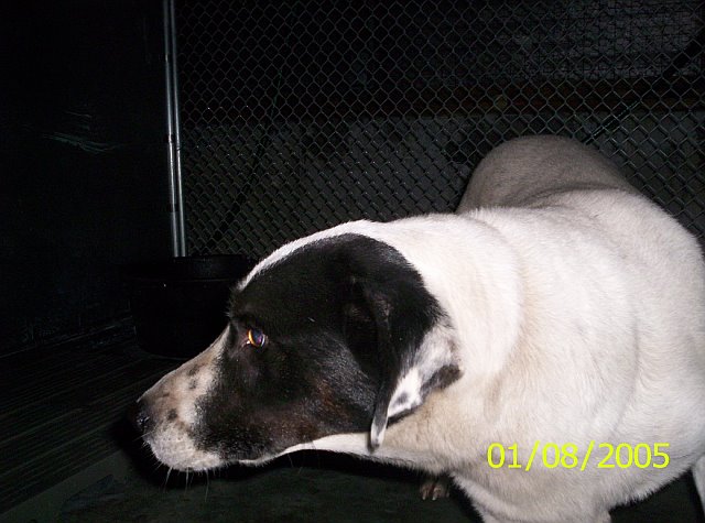 Other Photos of thie Dog