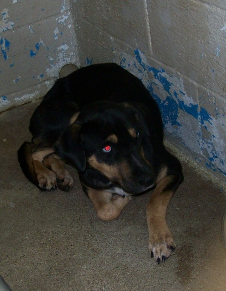 Other Photos of thie Dog
