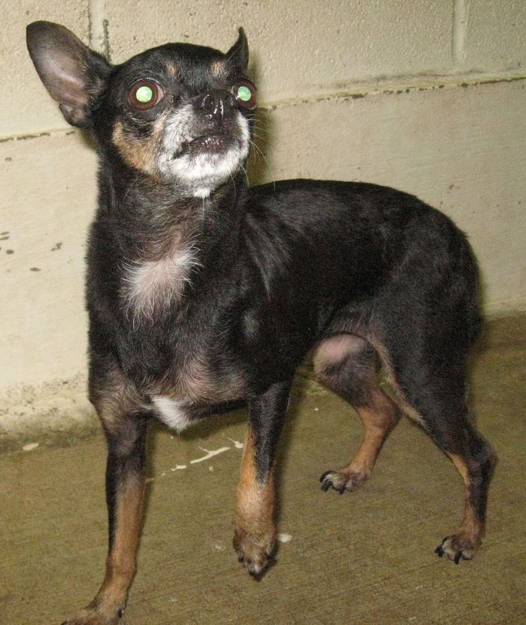 Other Photos of thie Dog