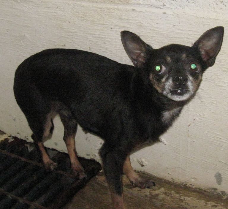 Other Photos of thie Dog