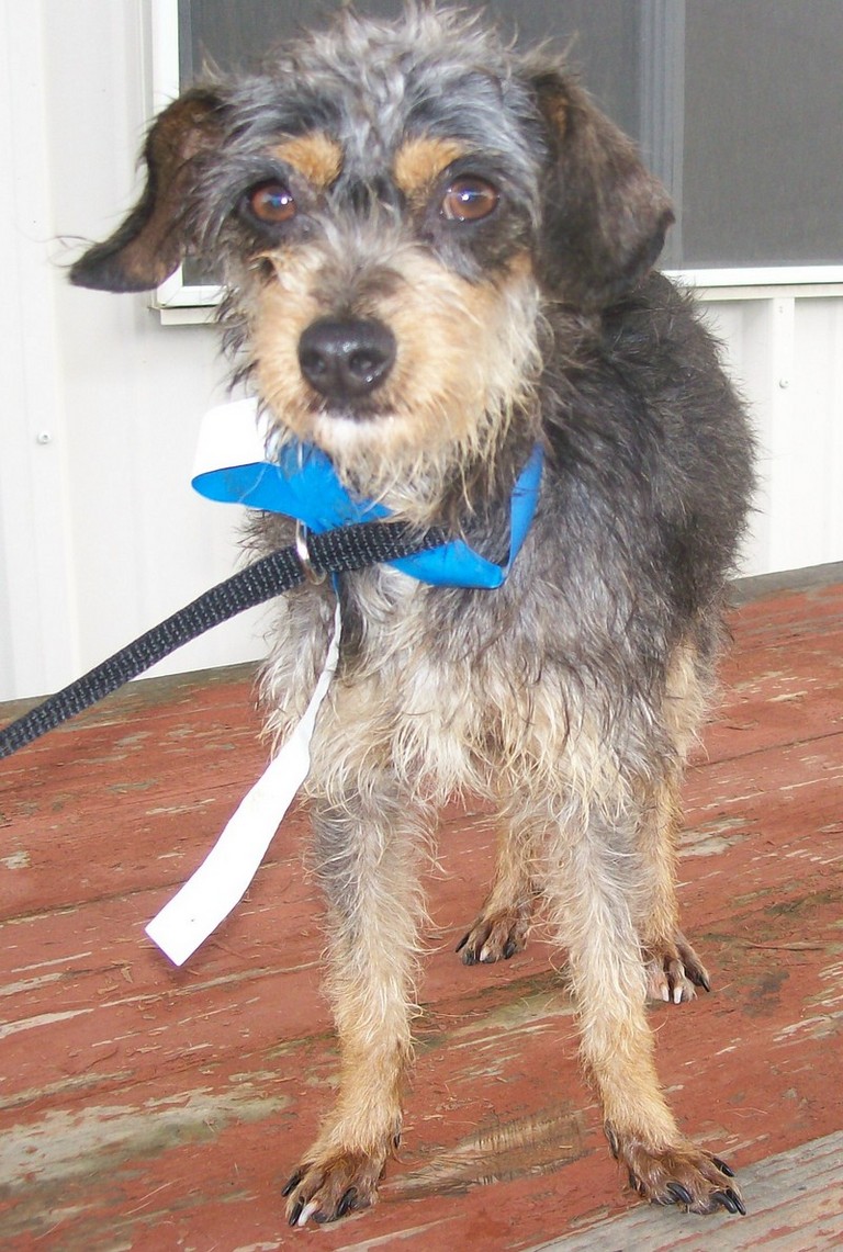 Other Photos of thie Dog