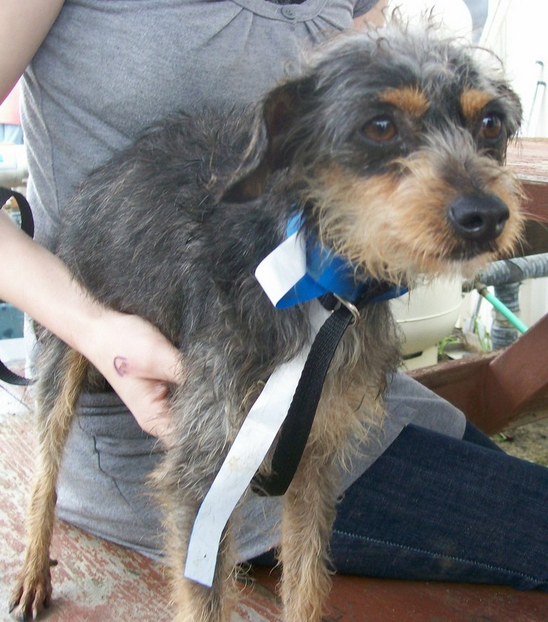 Other Photos of thie Dog