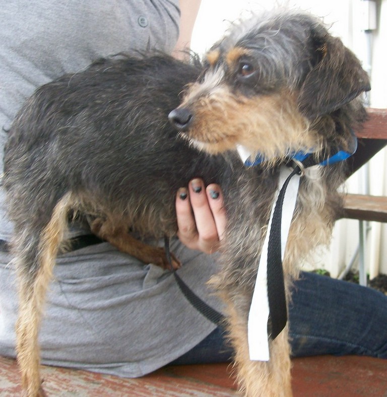 Other Photos of thie Dog