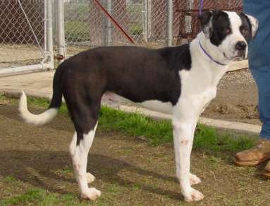 Other Photos of thie Dog