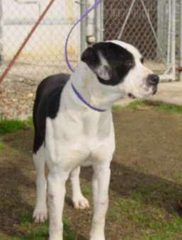 Other Photos of thie Dog