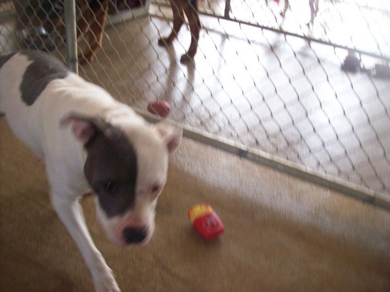 Other Photos of thie Dog