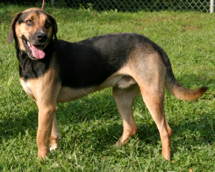 Other Photos of thie Dog