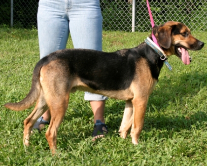 Other Photos of thie Dog