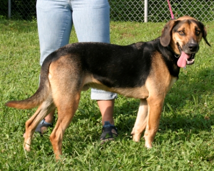 Other Photos of thie Dog