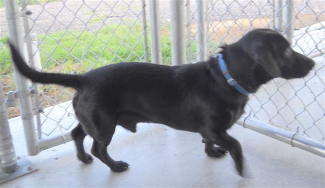 Other Photos of thie Dog