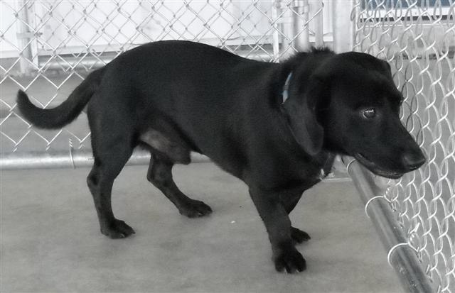 Other Photos of thie Dog