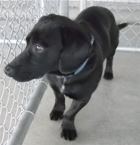 Other Photos of thie Dog