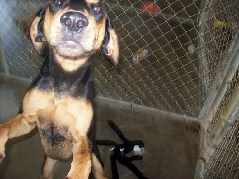 Other Photos of thie Dog