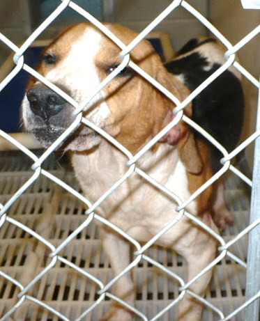 Other Photos of thie Dog