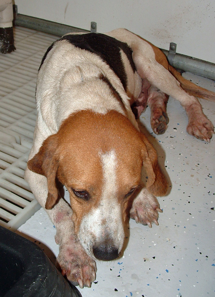 Other Photos of thie Dog