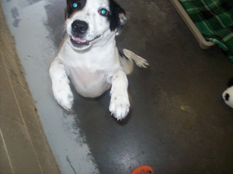 Other Photos of thie Dog