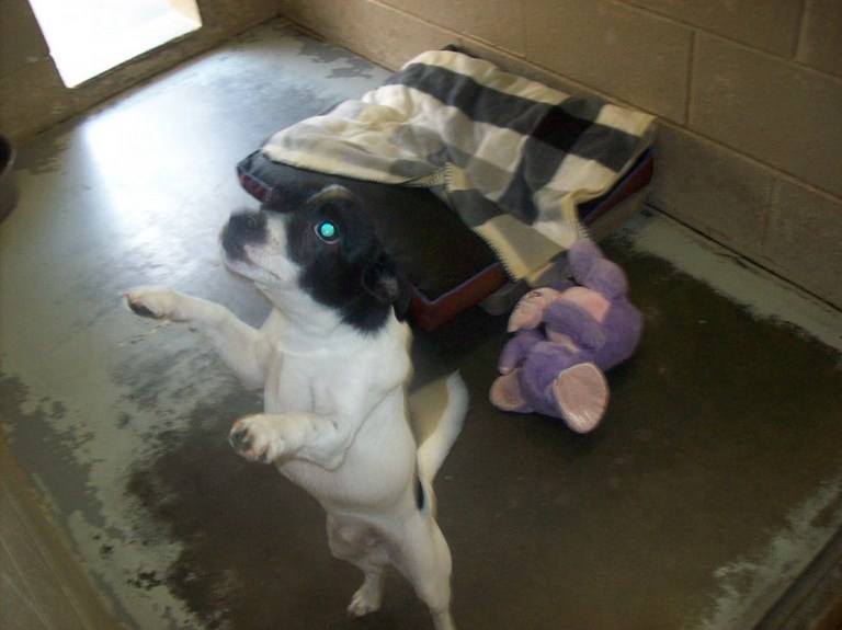 Other Photos of thie Dog