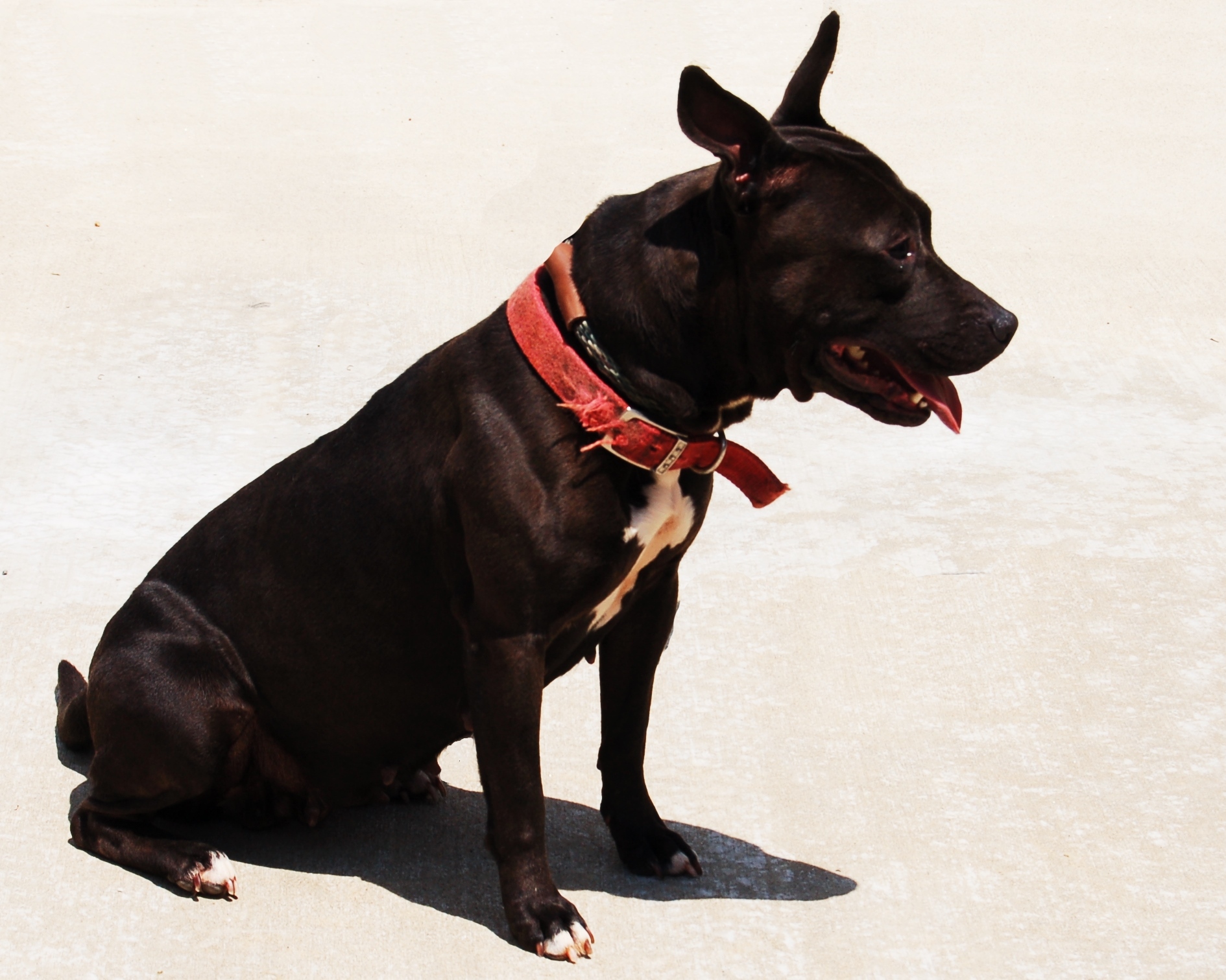 Other Photos of thie Dog