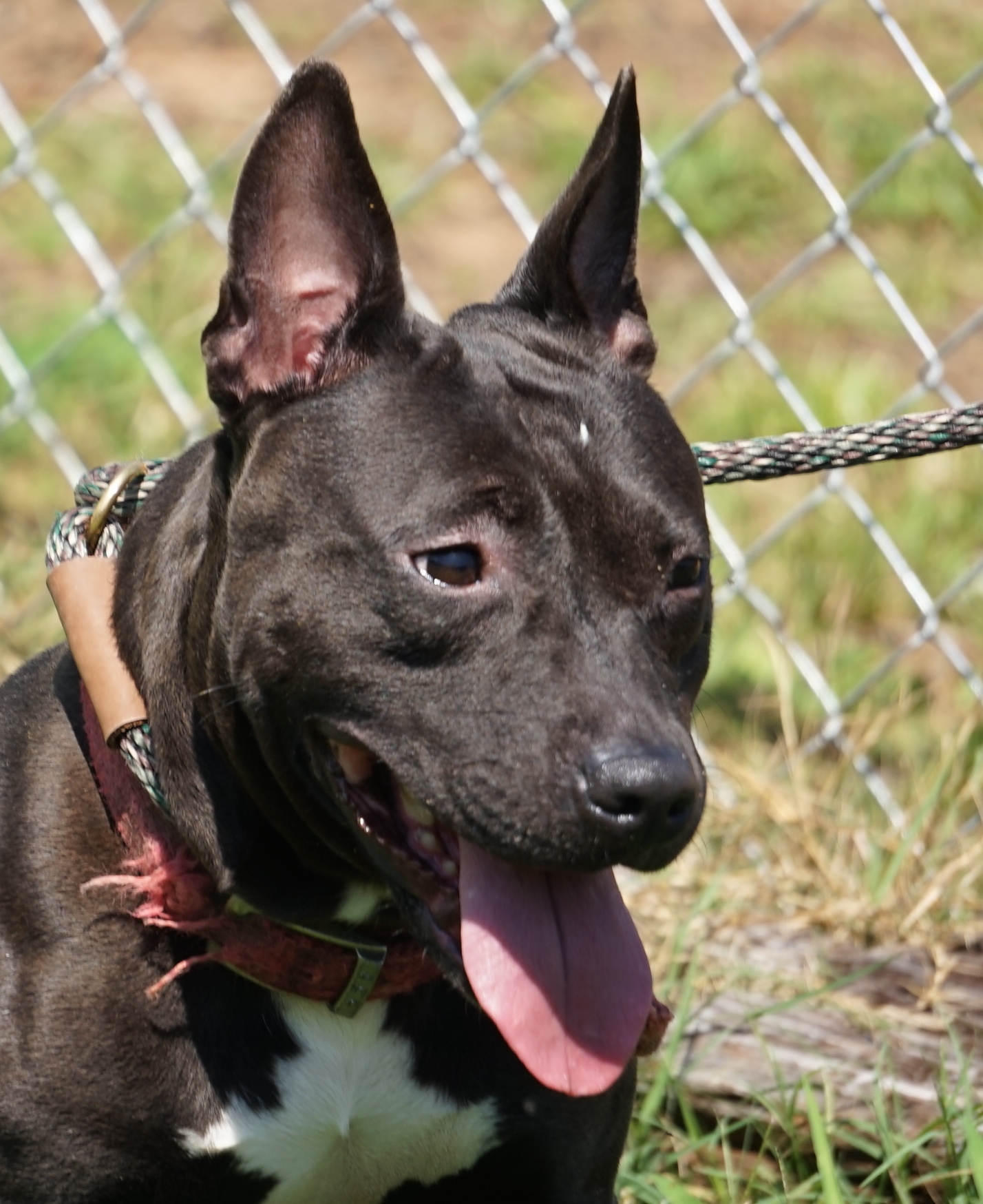 Other Photos of thie Dog