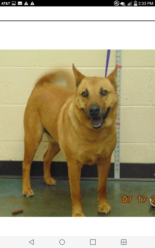 Other Photos of thie Dog