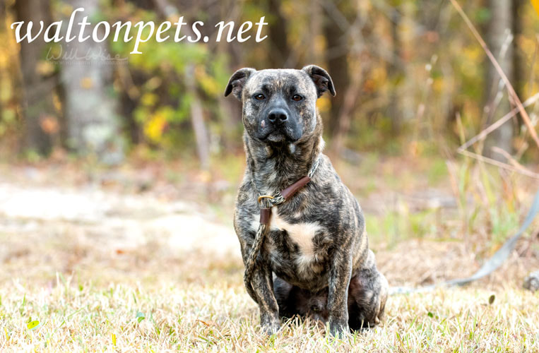 Other Photos of thie Dog