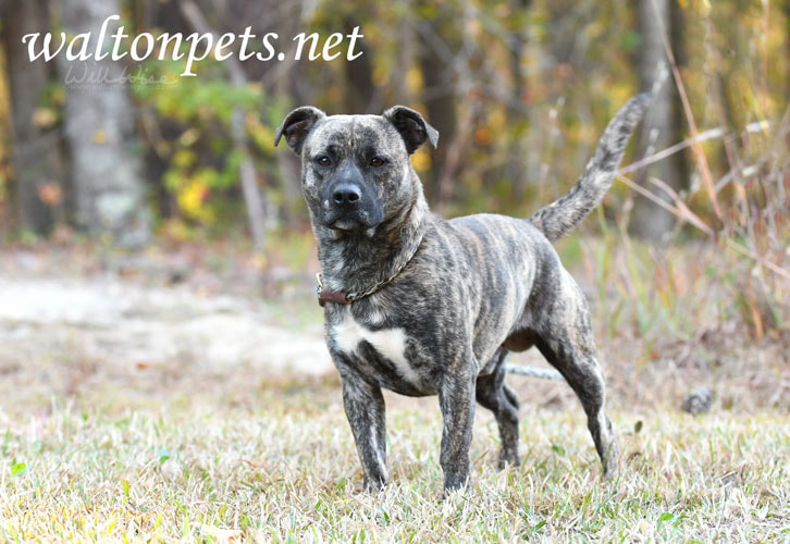 Other Photos of thie Dog