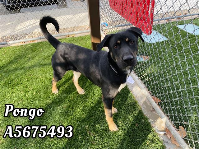Pongo, a German Shepherd, available for adoption