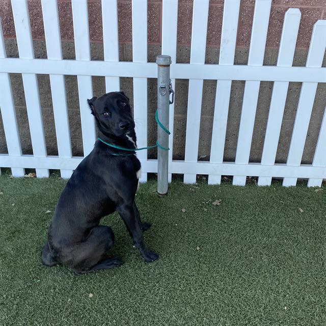 Other Photos of thie Dog