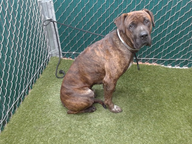 Other Photos of thie Dog