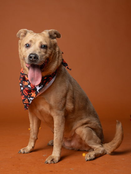 Honey7, a Terrier, available for adoption