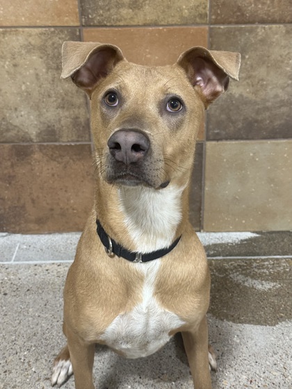 Mila, a Labrador Retriever, available for adoption