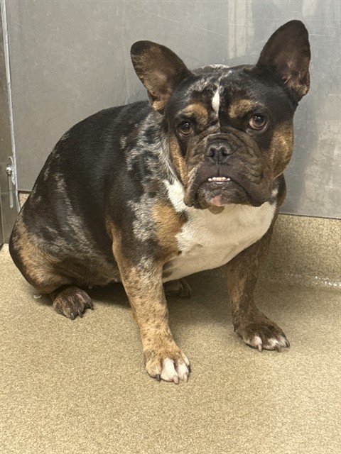 Coco, a French Bulldog, available for adoption