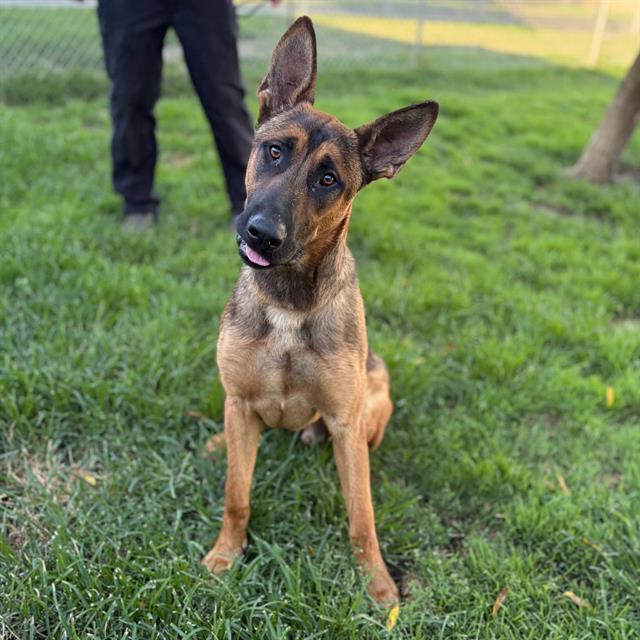 Slim Jim, a German Shepherd, available for adoption