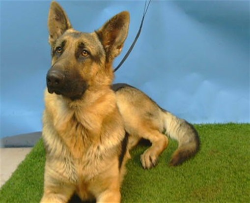 A5790253, a German Shepherd, available for adoption