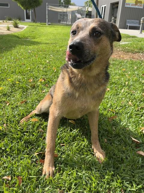 Simba, a Cattle Dog, available for adoption
