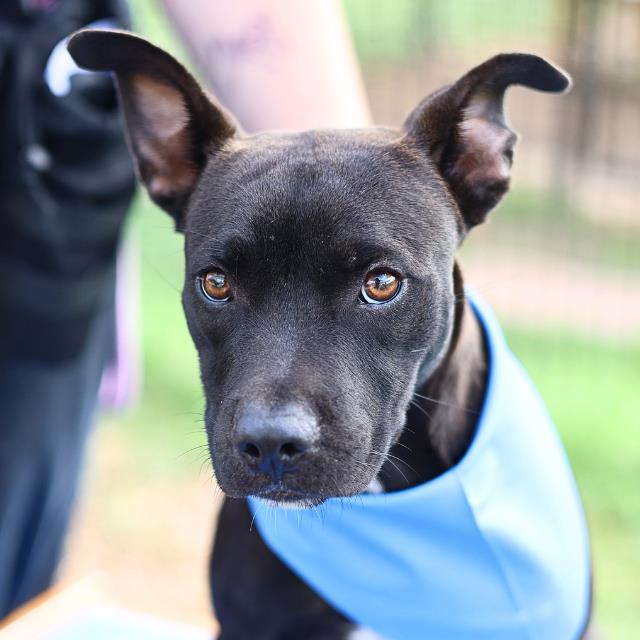Virgil, a American Staffordshire Terrier (mix breed), available for adoption