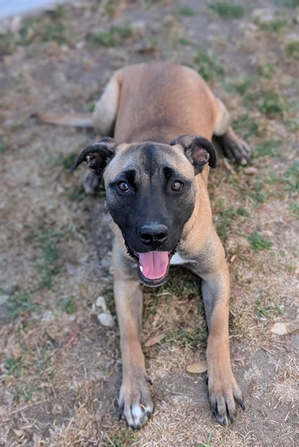 Pixie, a Black Mouth Cur (mix breed), available for adoption