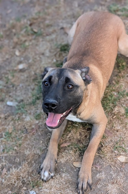 Other Photos of thie Dog