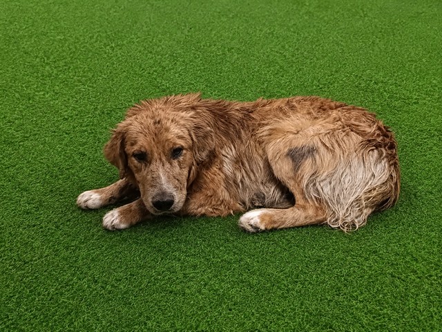 Devlin, a German Shepherd, available for adoption